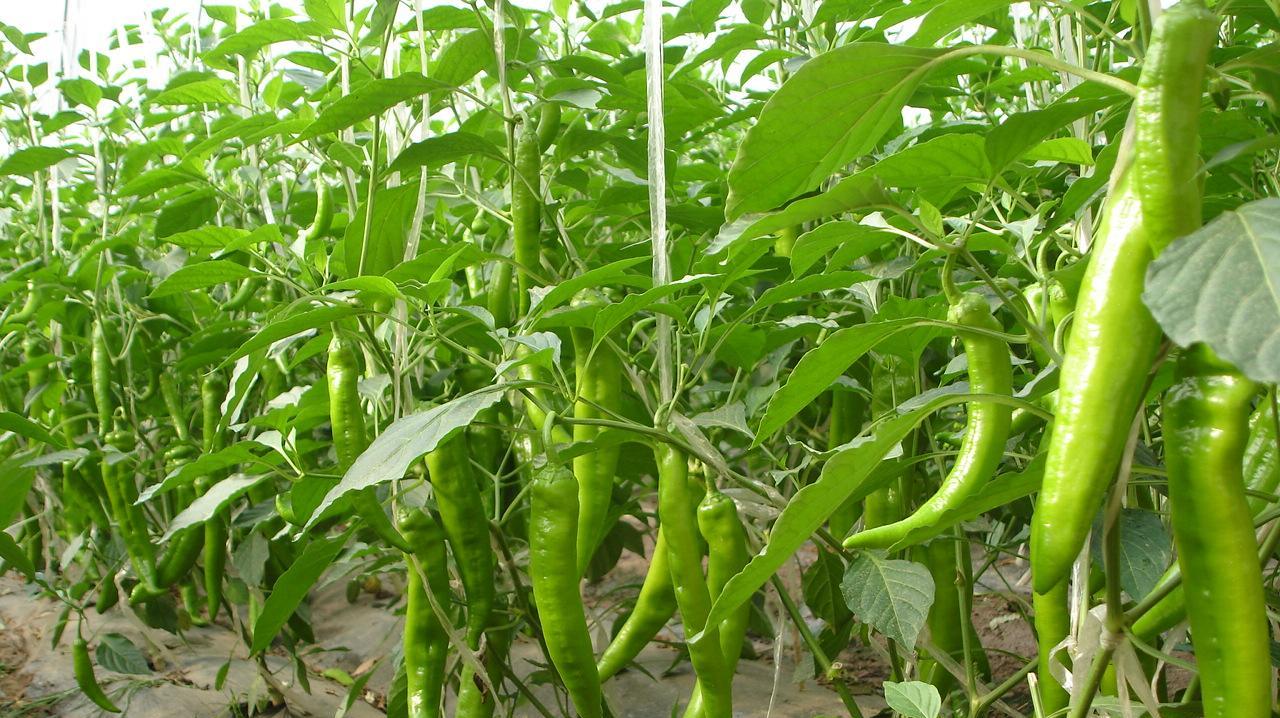 廣州送菜公司了解蔬菜價(jià)格上漲的背后