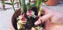 廣州送菜公司教您辣椒地膜覆蓋栽培技術
