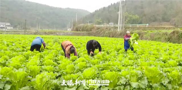 惠州送菜公司了解北京市蔬菜上市量日超2.3萬噸 生活必需品供應(yīng)穩(wěn)定貨源充足
