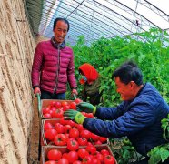 廣州送菜公司了解搭乘滬滇兩地消費幫扶“快車”，期待云南優(yōu)質(zhì)蔬菜、中藥材闖出大市場