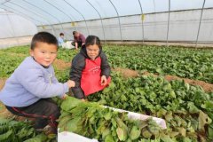 廣州送菜公司了解寒潮來襲！農(nóng)作物應(yīng)如何防寒抗凍？這三點是果樹、蔬菜防凍關(guān)鍵