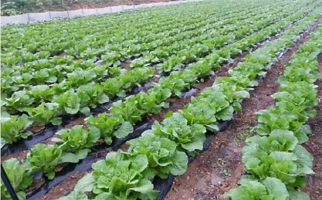 北京蔬菜自給率5年提升至20%，將建“農(nóng)業(yè)中關(guān)村”