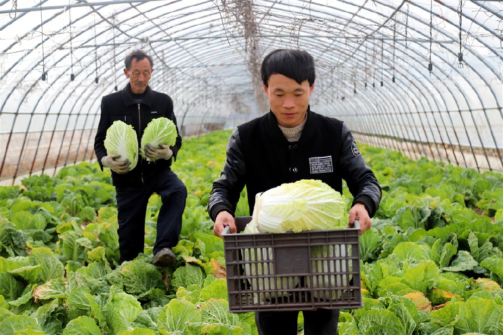 惠州送菜公司了解陜西蔬菜價格五周連降 豬肉雞蛋價格穩(wěn)中有漲