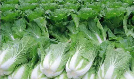惠州送菜公司了解這種蔬菜潤腸通便還抗衰老 關(guān)于它的常見問題，一次說清！